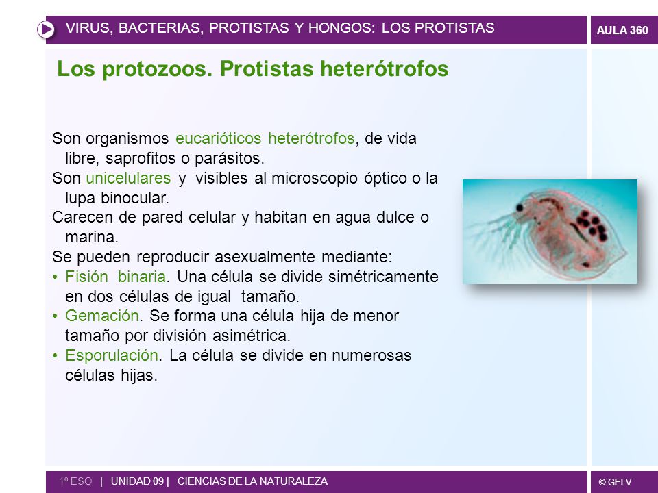 en que se parecen las bacterias protistas y hongos en que se parecen las bacterias protistas y hongos